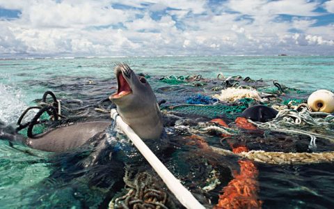 “A plastic ocean” será exhibido el18 de octubre en el marco de la semana del clima