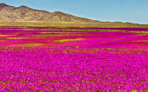 Cambio climático: este año no habrá Desierto Florido