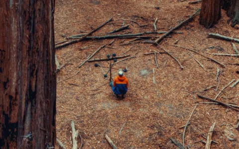 Capturando el paisaje sonoro atemporal de los árboles más altos del mundo