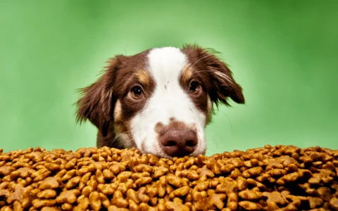 Aspectos clave para elegir el mejor alimento para mascotas en Chile